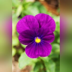 8x10 Original Photography Of Purple Viola Pansy Flower Photo